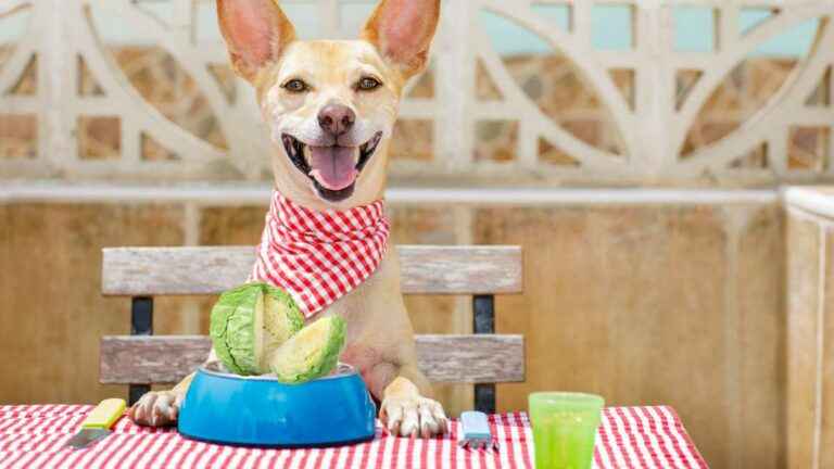 Cachorro pode comer repolho