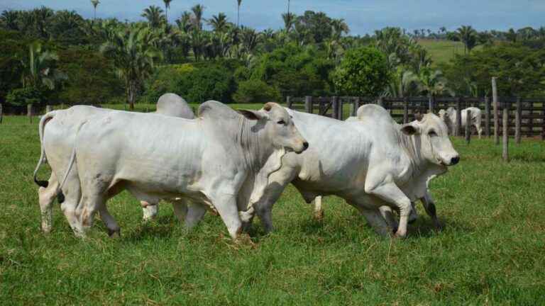 preço do boi gordo em feira de santana bahia