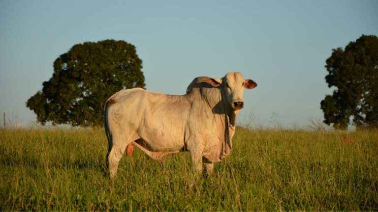 preço do boi gordo em teixeira de freitas bahia