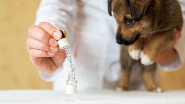 Como calcular dose de amoxicilina para cães