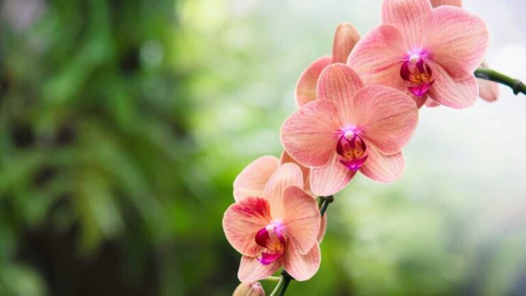 Como comprar orquídeas baratas pela internet