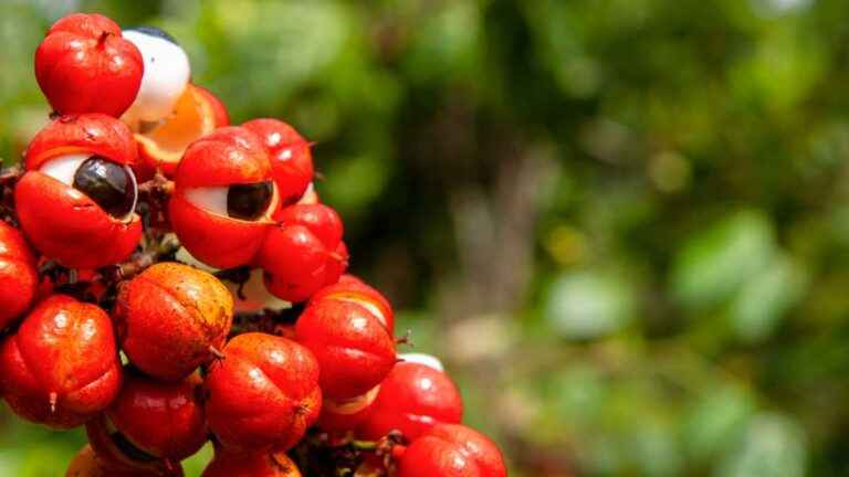 Fruto Fonte de Cafeína e Estimulante Mental